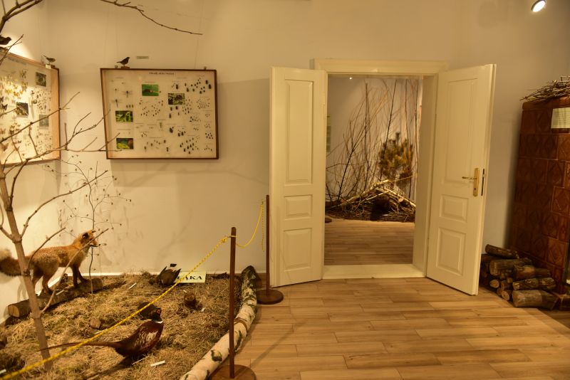Wystawa „Cudze chwalicie swego nie znacie”, po lewej okazy rodzimej fauny (lis, bażant), a na ścianach szklane gabloty z owadami